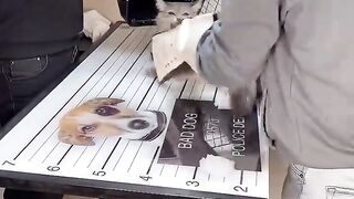 How to deal with angry cat and ferocious cat ????