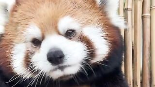 The Tiny Red Panda Is So Cute