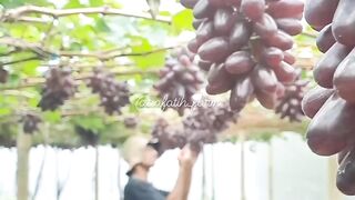 Pick fress grapes