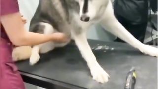 Funnyanimals 2