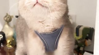 Help sweet kitty find toy!