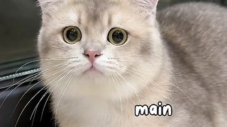 Adorable cat complains about daily grind!