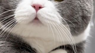 kucing yang sedang menjadi motivator untuk seluruh dunia
