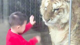 Funnyanimals 4