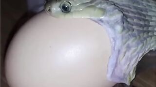 THE EGG EATING SNAKE