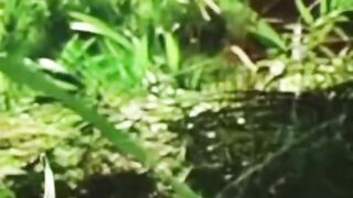 Detik-detik suku mante cantik terekam begituan