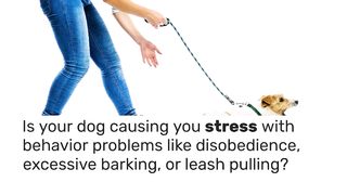 Brain Training For Dogs - Adrienne Farricelli's Online Dog Trainer