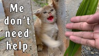 Heartless People Who Made the Kitten Aggressive | Animals in Crisis