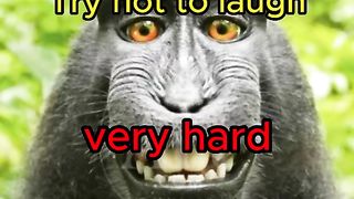 try not to laugh, mode very hard