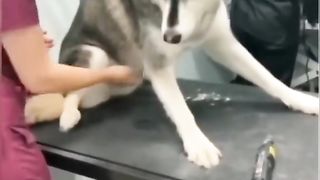 Funny animals