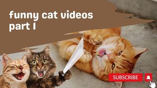 funny cat video part 1