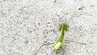 Praying Mantis VS Bird