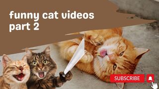 cute cat behavior 4