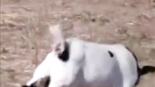 THE FAINTING GOAT