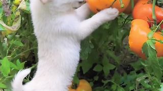 A dog stealing tomatoes