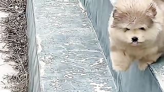 How could it be so fun dog 2