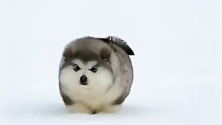 How could it be so fun dog 3