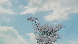 natureid - beautiful flowers along the city street