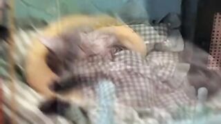funny cat #short