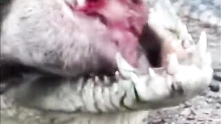THE HIGHEST BITE FORCE IN THE ANIMAL KINGDOM