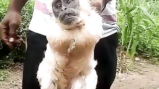 VIRAL AYAM BERKEPALA MONYET
