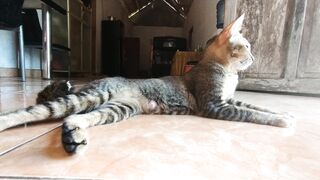 Kucing Kesayangan