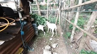Memberi Makan Kambing