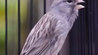 CANARY GACOR ROLL PANJANG