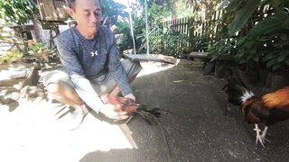 Ayam Hutan