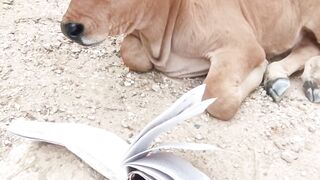 animal funny video 3