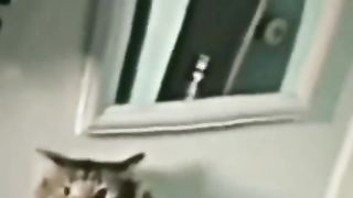 kucing aja bisa gini kalian kapan? #kucingbucin
