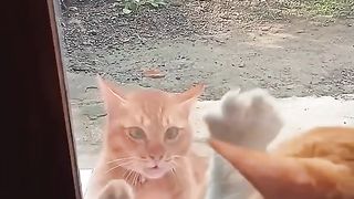 When your cat don't wanna hurt! too safe XD!