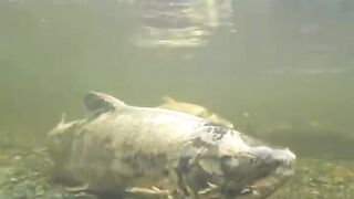 THE ZOMBIE SALMON