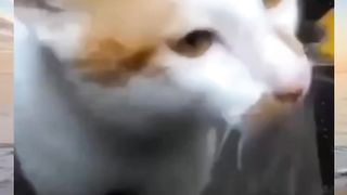 When the orange and white cat complains to its owner!