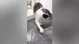 Cat videos funny video 3