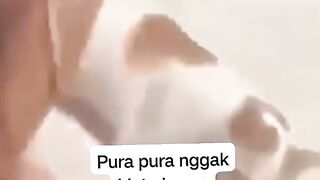 How smart this cat! take fish from human! you will be surprised!