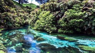 Blue Spring Putaruru