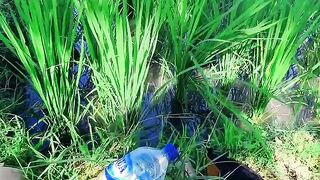 The result of a farmer