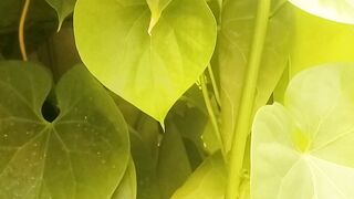 Marvelous Money Plant - A Guide to Growing and Caring for Your Green Treasure"