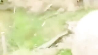 Cute Funny Vidéo Animals