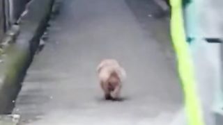 dance walk dog