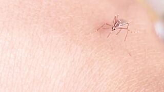 HARDWORKING MOSQUITO