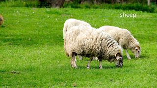 lamb is eating
