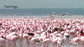lots of flamingos
