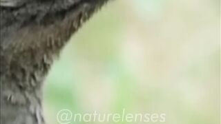 THIS BIRD CAN MIMIC ANY SOUNDS