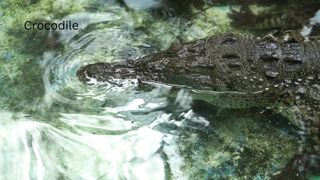 The crocodile is soaking in the water