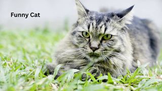Funny cat