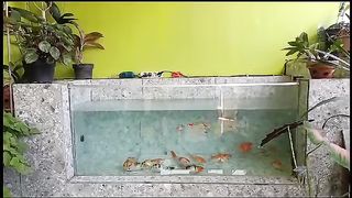 Kolam ikan kaca