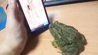 African bull Frog ant crusher