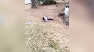 Dog's Reaction To Crazy Things Funniest Animal 2023